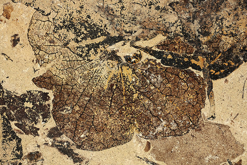 Fossil Flowers PA 367 Eocene, WA Republic Ferry, CO Macginitie Coll PA 106 28-3 by Macroscopic Solutions geoscience photo