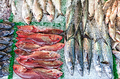 fish counter photo