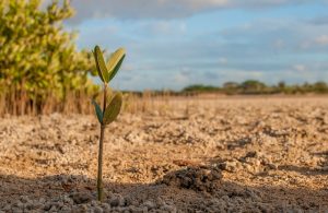 Sapling