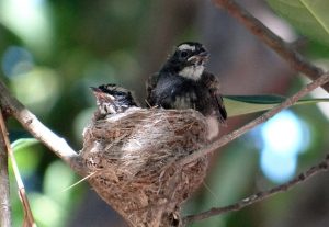 Fledgling chicks in nest