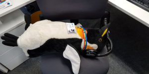 Pablo Penguin relaxing completely
